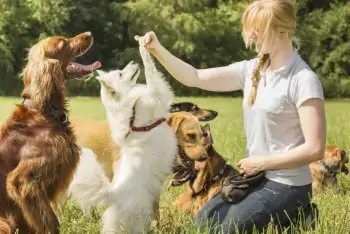 CURSO ONLINE E GRATUITO DE PET SITTER – COM OPÇÃO DE CERTIFICADO VÁLIDO!