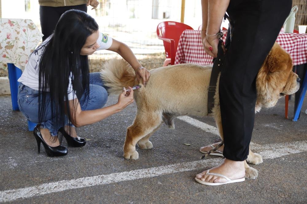 VACINAÇÃO ANTIRRÁBICA TERÁ MAIS DE 100 POSTOS NESTE SÁBADO