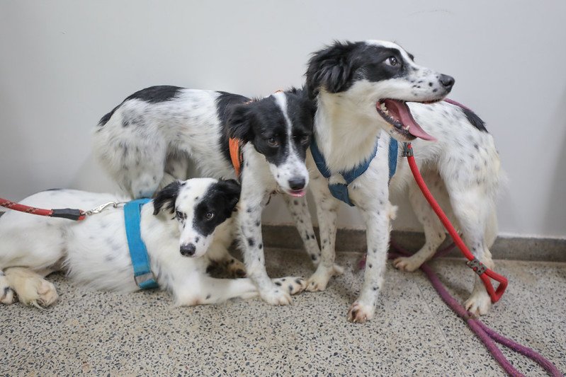 NOVO SERVIÇO DE CASTRAÇÃO GRATUITA CONTA COM HEMOGRAMA E MICROCHIPAGEM DE CÃES E GATOS NOVO SERVIÇO DE CASTRAÇÃO GRATUITA CONTA COM HEMOGRAMA E MICROCHIPAGEM DE CÃES E GATOS