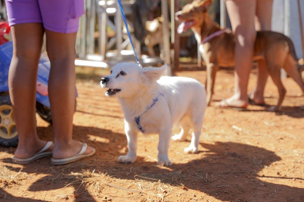 GDF NA SUA PORTA OFERECE 600 VAGAS PARA CASTRAÇÃO GRATUITA DE CÃES E GATOS GDF NA SUA PORTA OFERECE 600 VAGAS PARA CASTRAÇÃO GRATUITA DE CÃES E GATOS