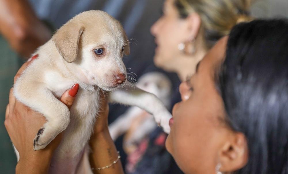 CAMPANHA DE CASTRAÇÃO DE CÃES E GATOS GRATUITA OFERECE 1,8 MIL VAGAS NA PRÓXIMA SEMANA CAMPANHA DE CASTRAÇÃO DE CÃES E GATOS GRATUITA OFERECE 1,8 MIL VAGAS NA PRÓXIMA SEMANA